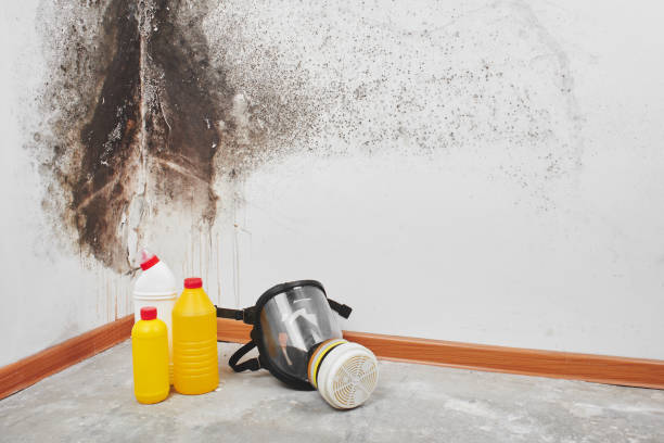 Best Kitchen Mold Remediation in Dayton, NJ