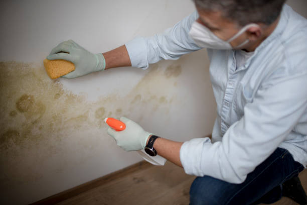 Professional Mold Remediation in Dayton, NJ