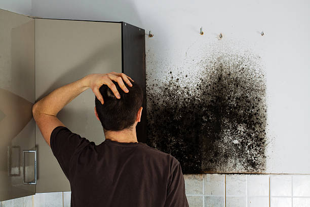 Best Residential Mold Remediation in Dayton, NJ